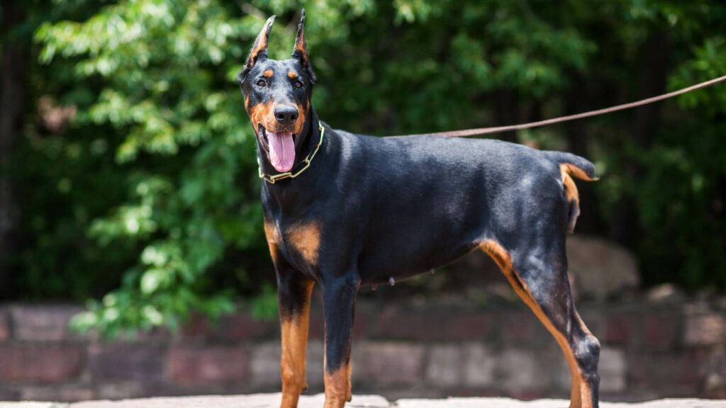 Doberman Coolest Dog Breeds