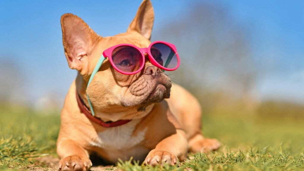 Why French Bulldog are one of the coolest dog breeds