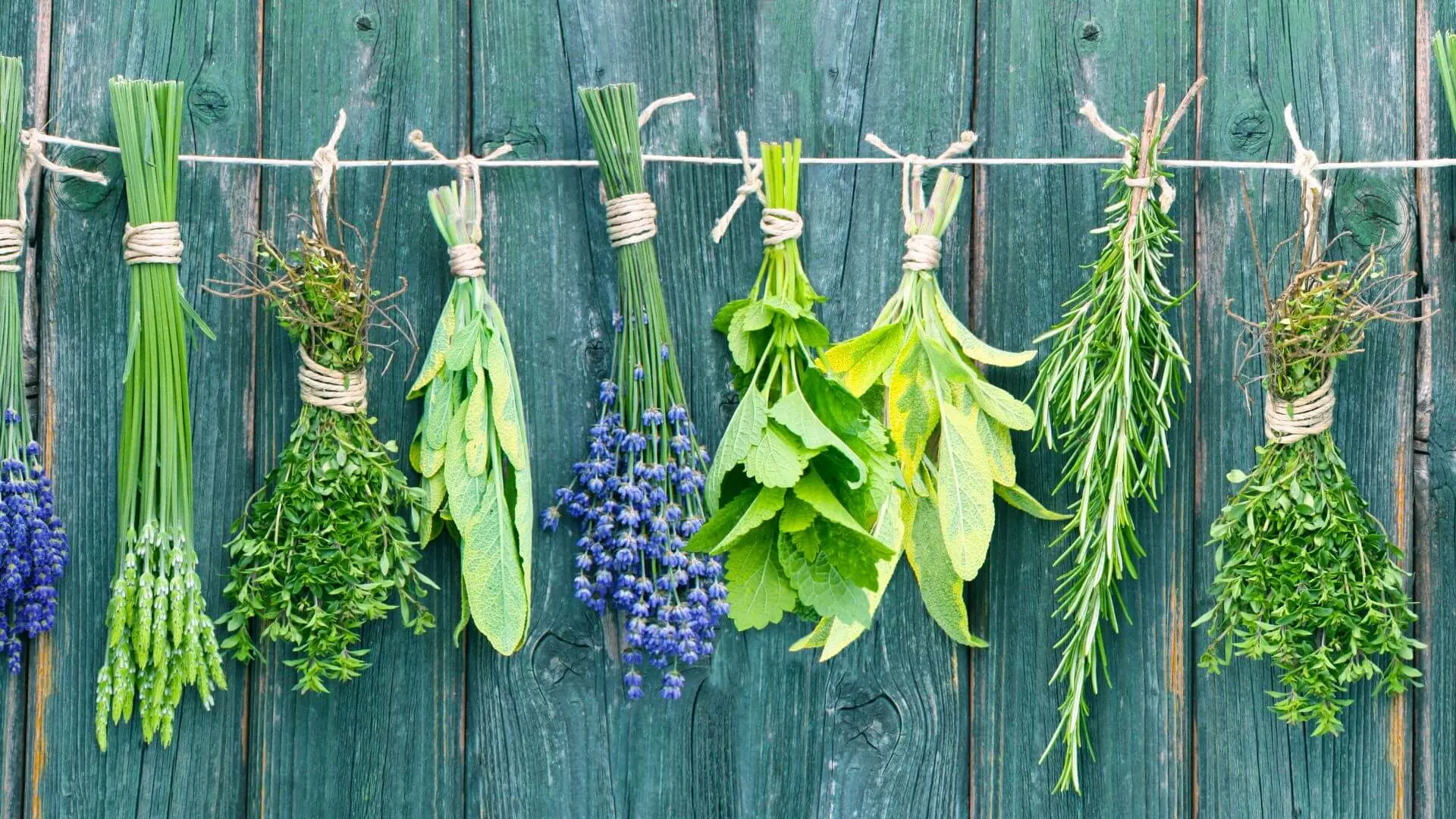 The Untapped Potential of Pure Herbs for Health