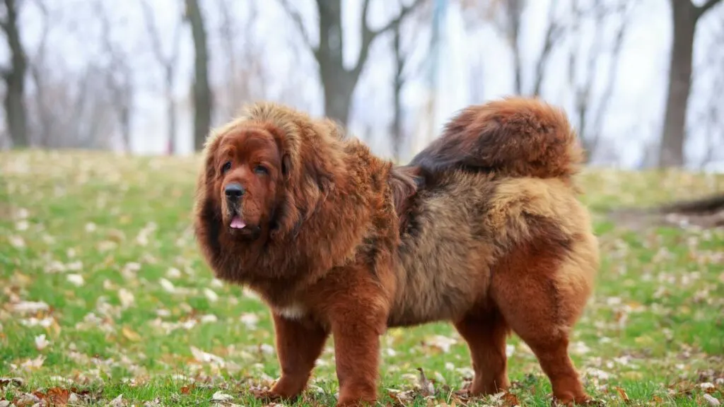 Tibetan Mastiff