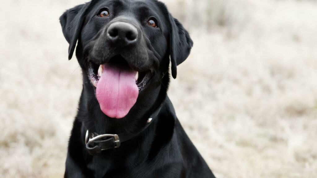 Green Lipped Mussel for Dogs