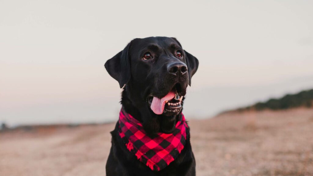 Custom Dog Bandanas Safety, Style, & Identification