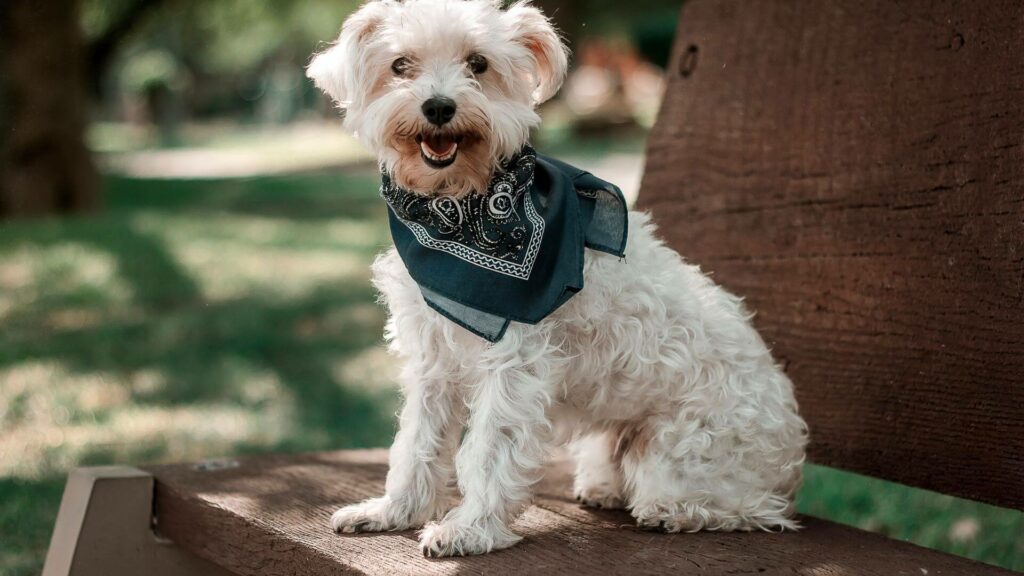 custom-dog-bandanas