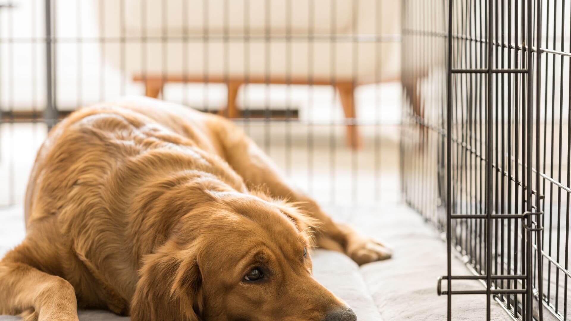 custom-dog-crates
