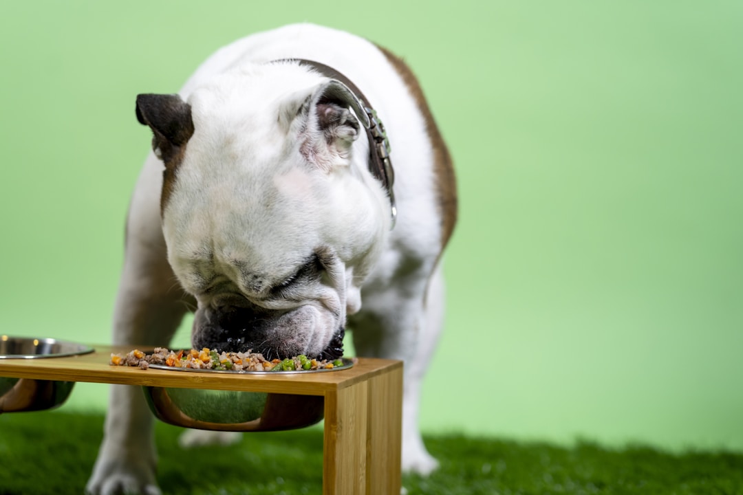 dog bladder support supplements