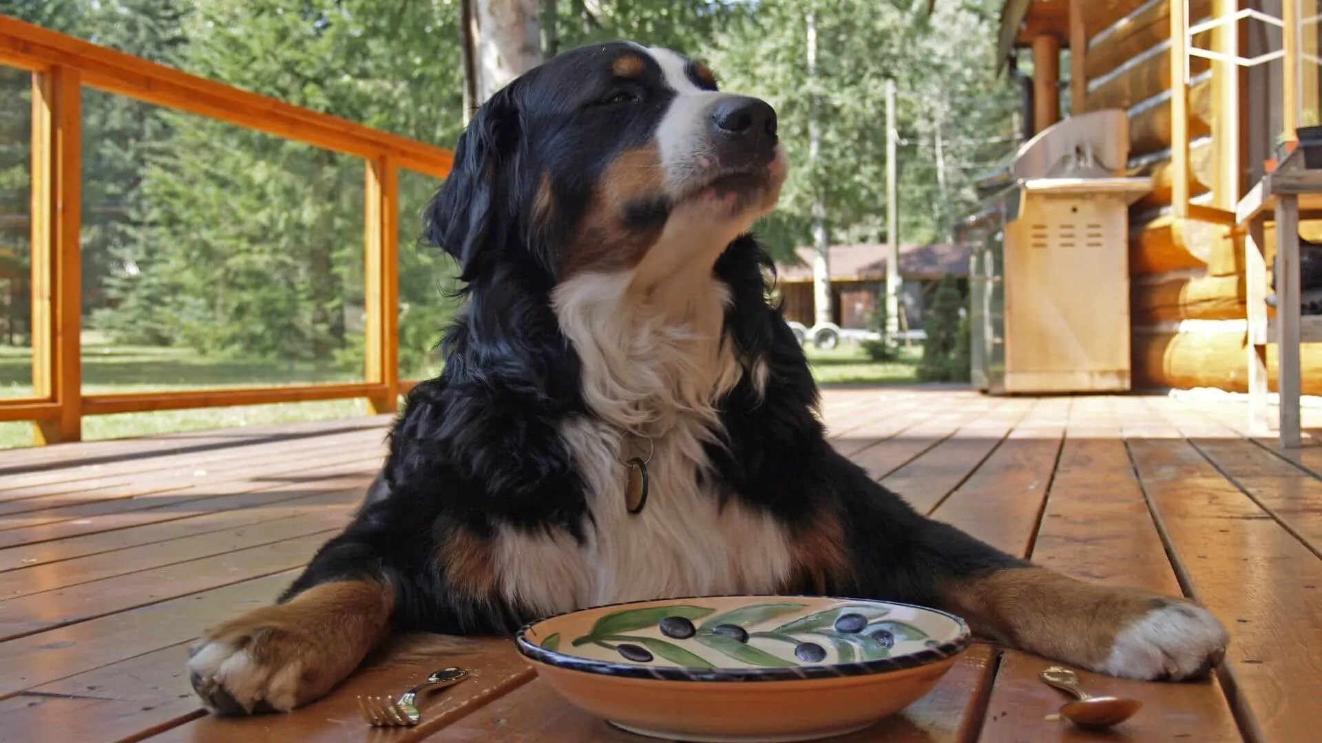 picky dog food solutions