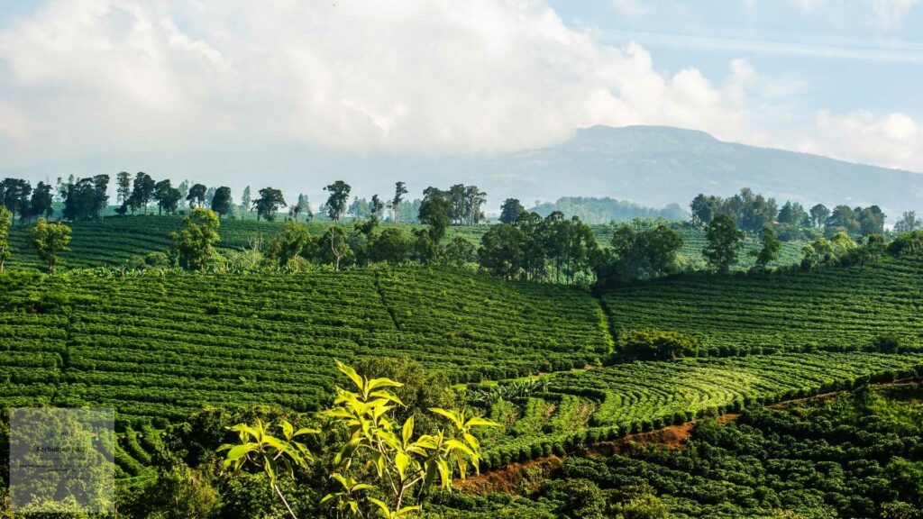 Costa Rica Coffee