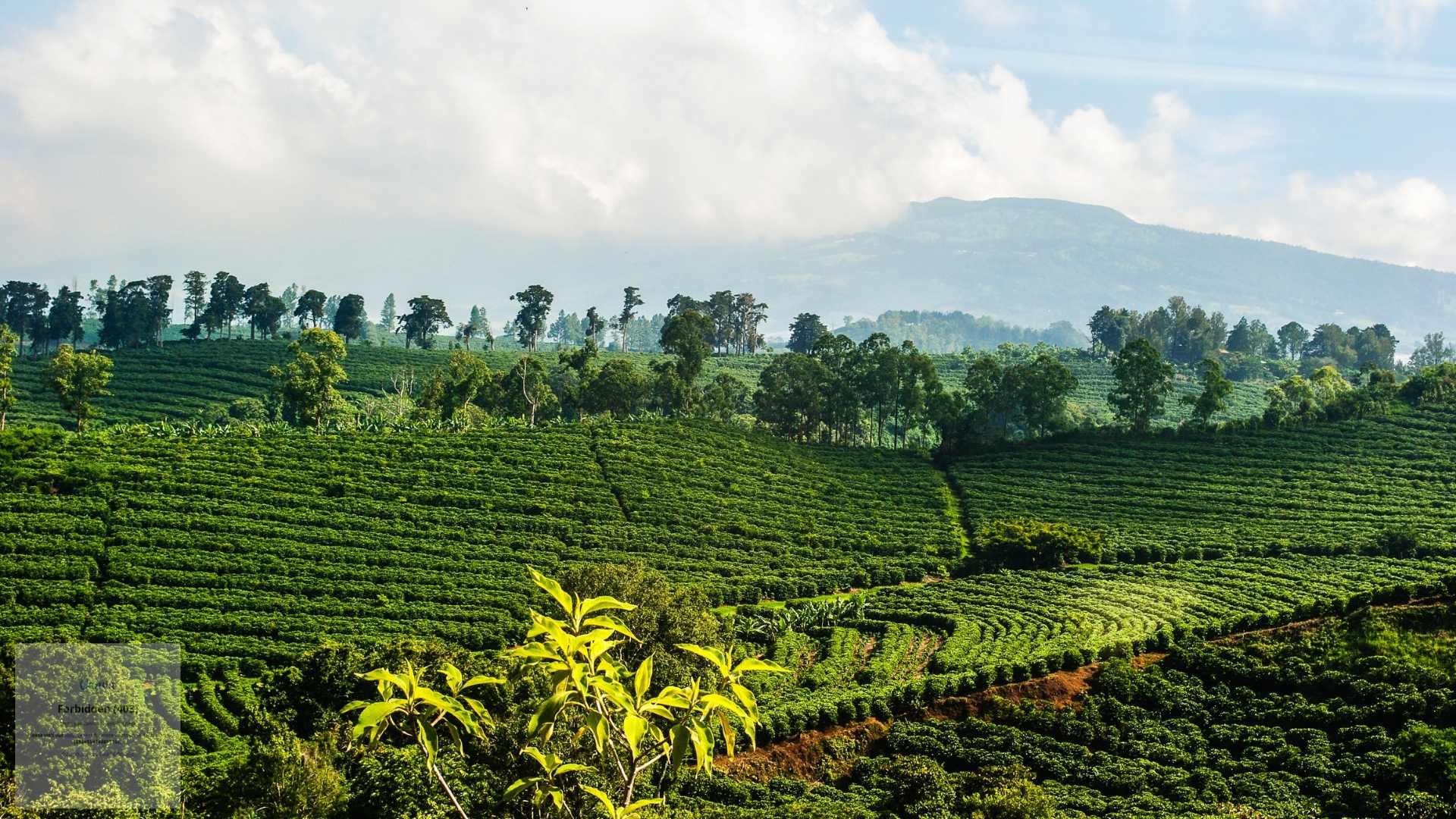 Costa Rica Coffee