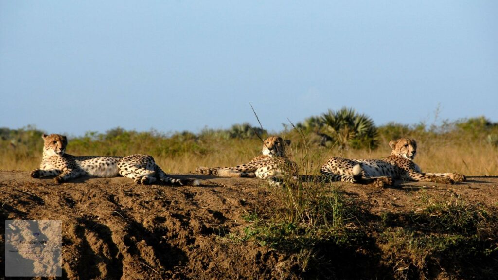 Hidden Gems South Africa's Best Safari Resorts