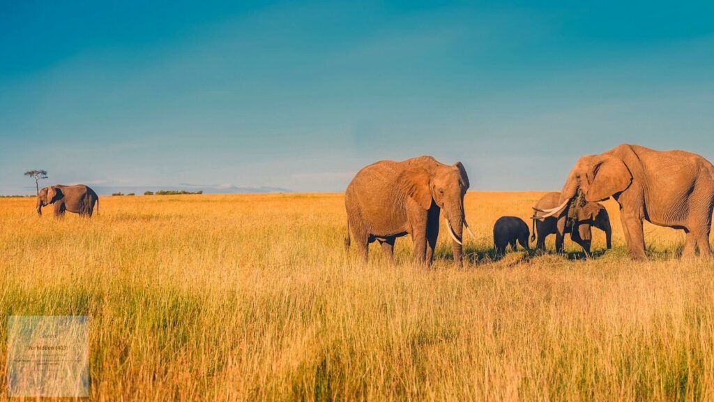 hidden-gems-south-africa-safari-resorts