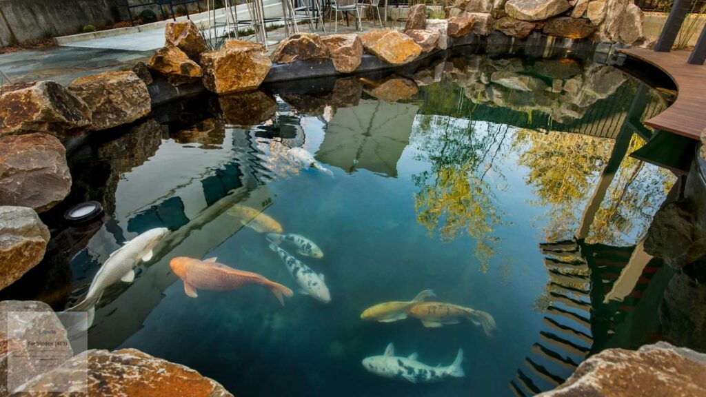 maintain a healthy pond