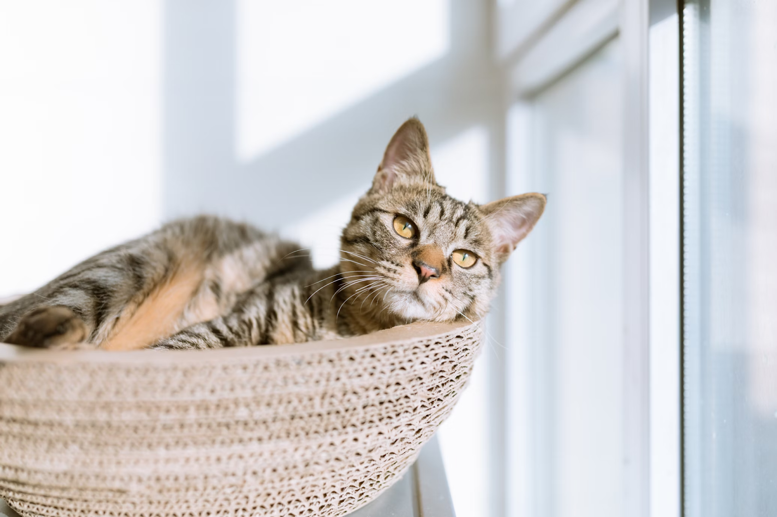 Creative Home Decor Ideas with a Cat Twist