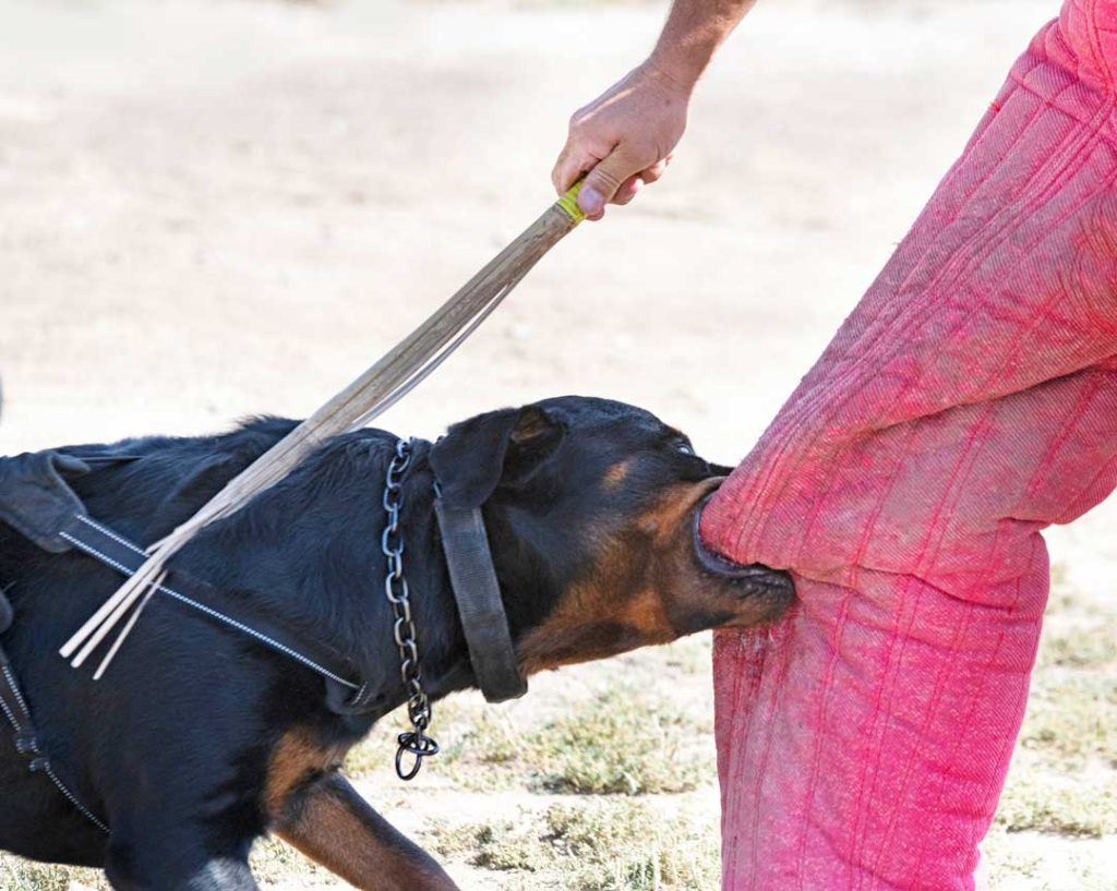 How to file a dog bite claim in Alabama