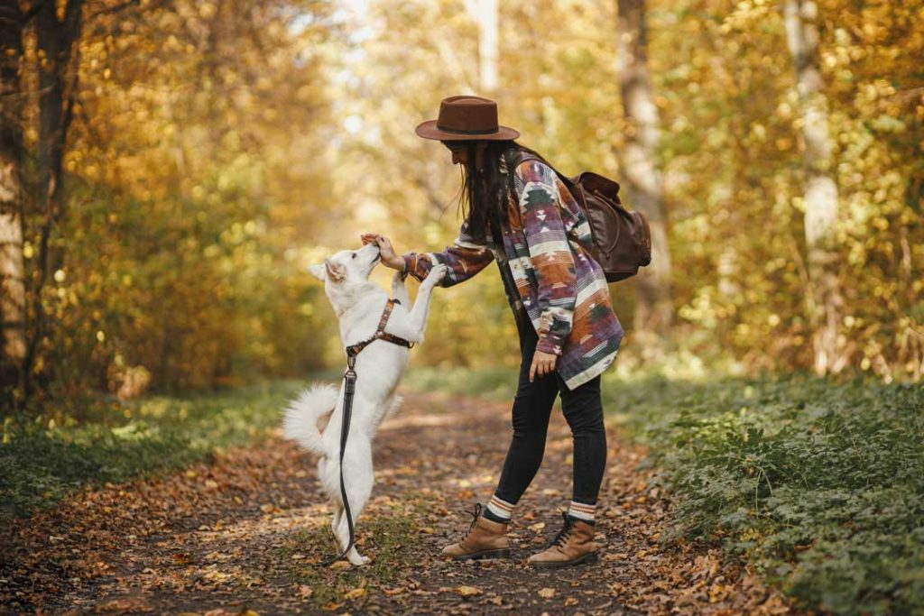 gear for dog walks