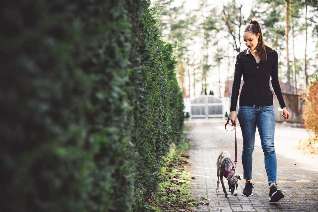 make dog walks more enjoyable