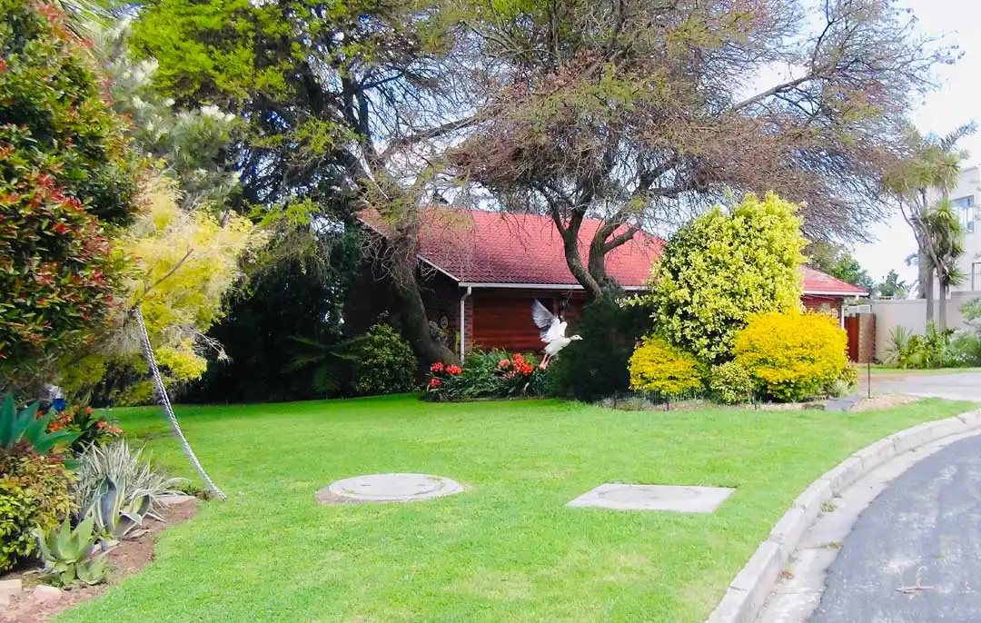 Healthy lawn above residential septic system.