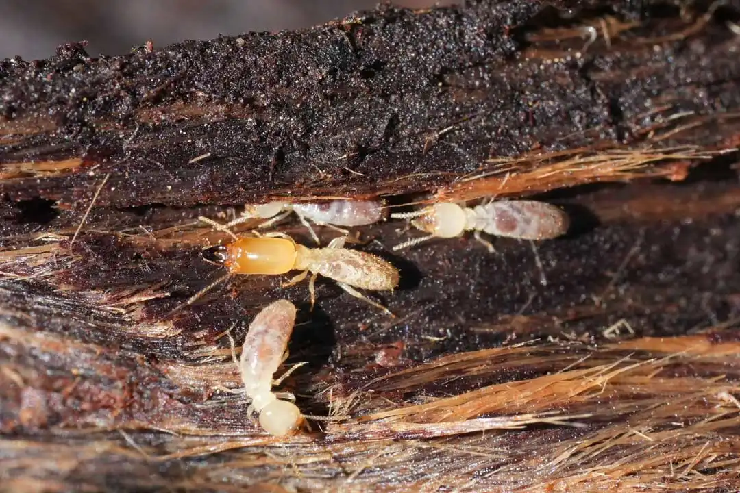 Termite infestation on wood surface
