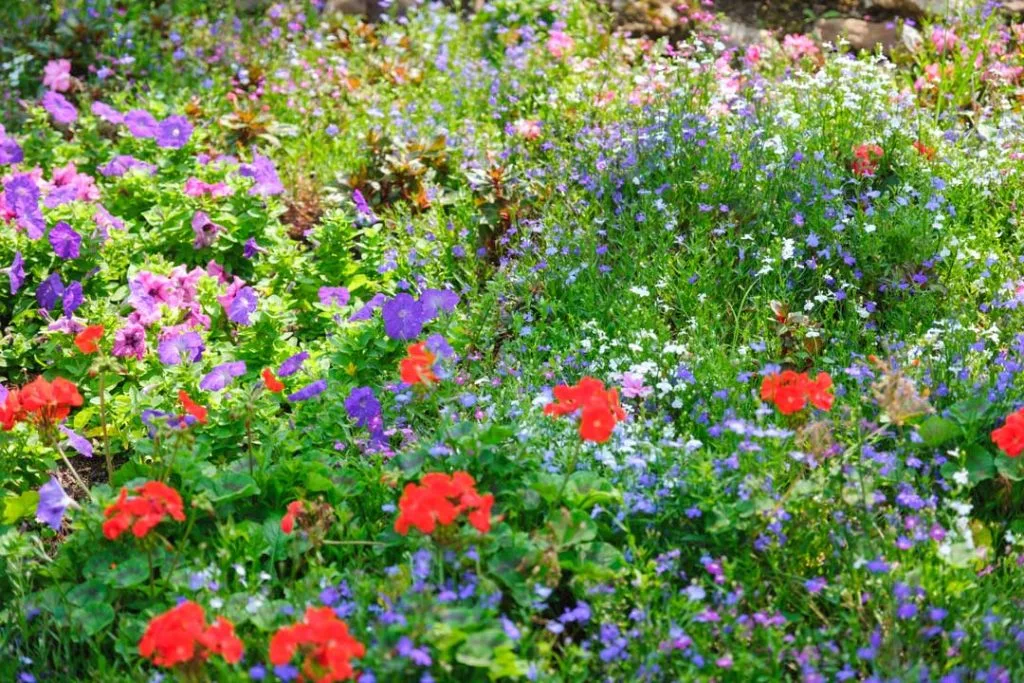 wildflower meadow as a lawn alternative