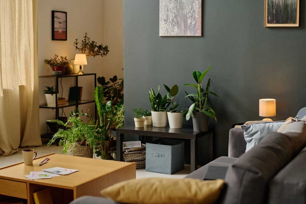 Houseplants arranged in a stylish living room