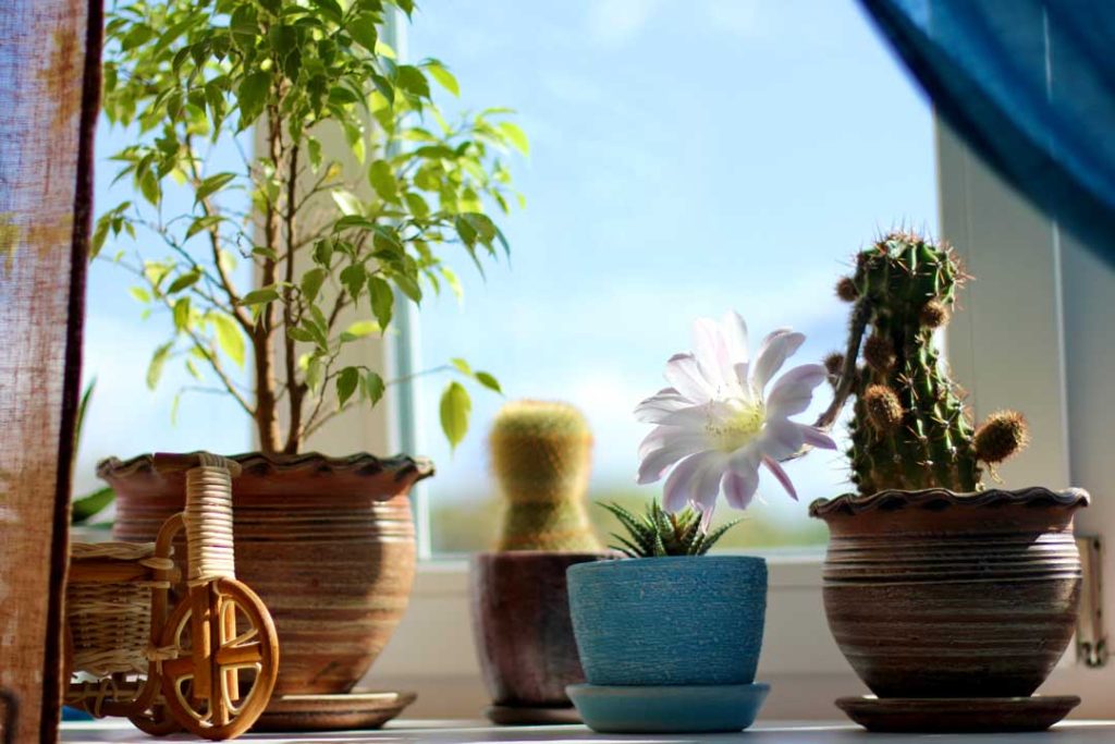 Plants providing natural indoor shading