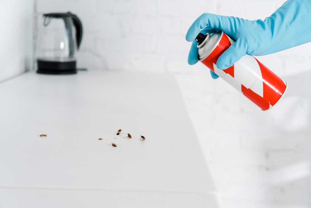 Signs of a pest infestation in the home