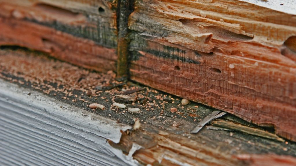 Signs of termite damage near foundation