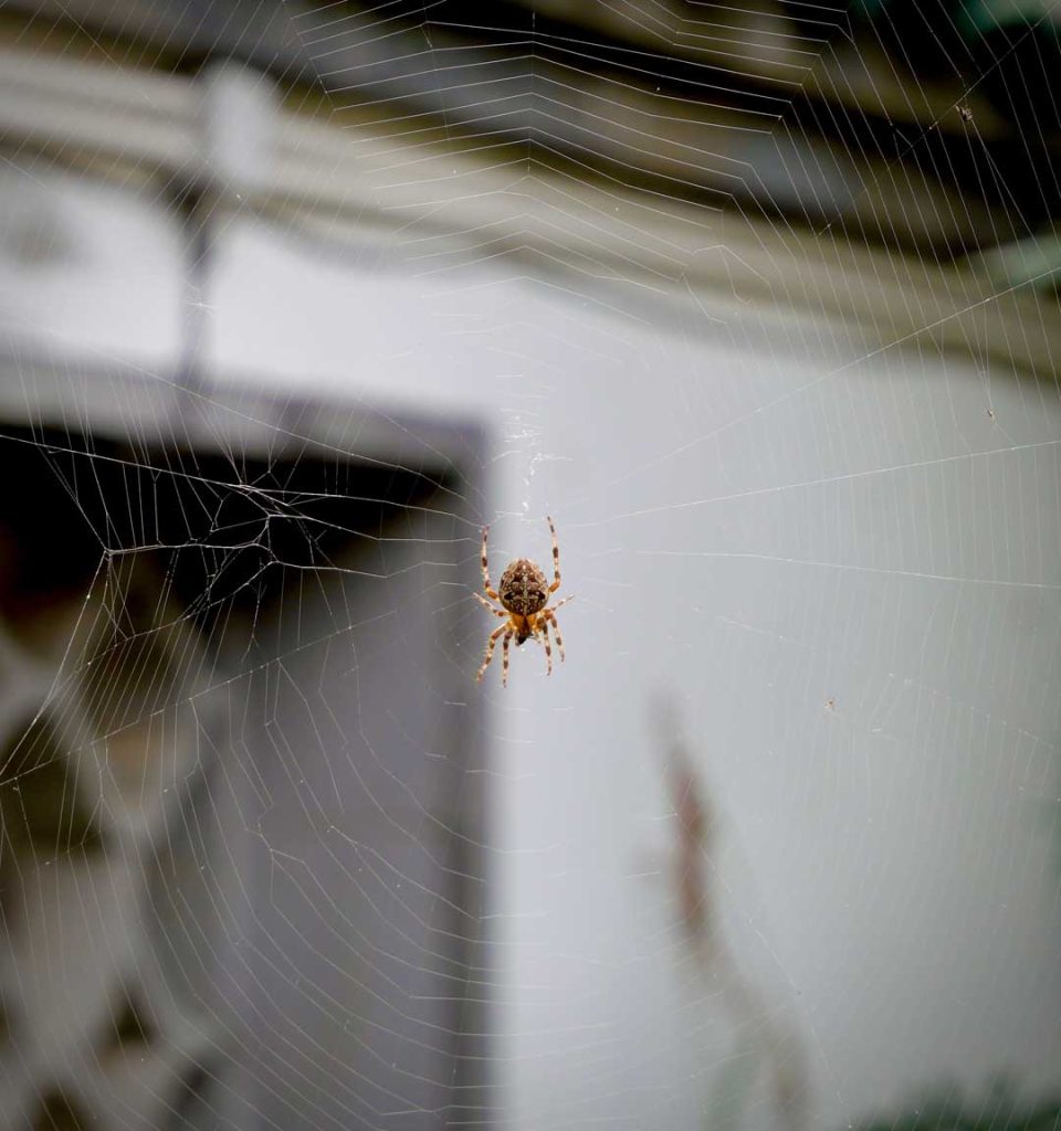 Seasonal changes triggering indoor pest activity