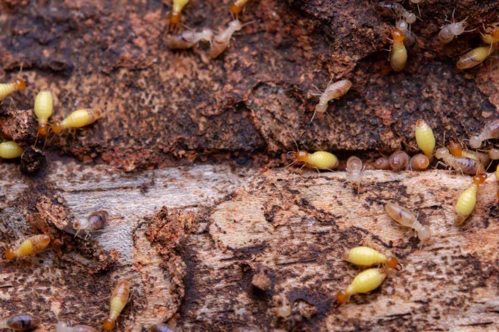 Termite infestation