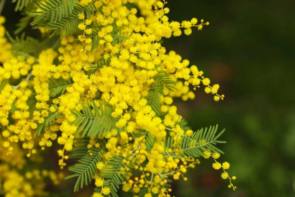 Mimosa flower meaning for International Women's Day