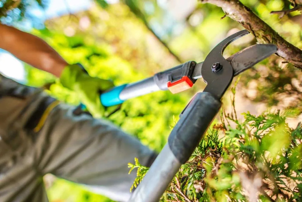 Trimming trees for home storm protection