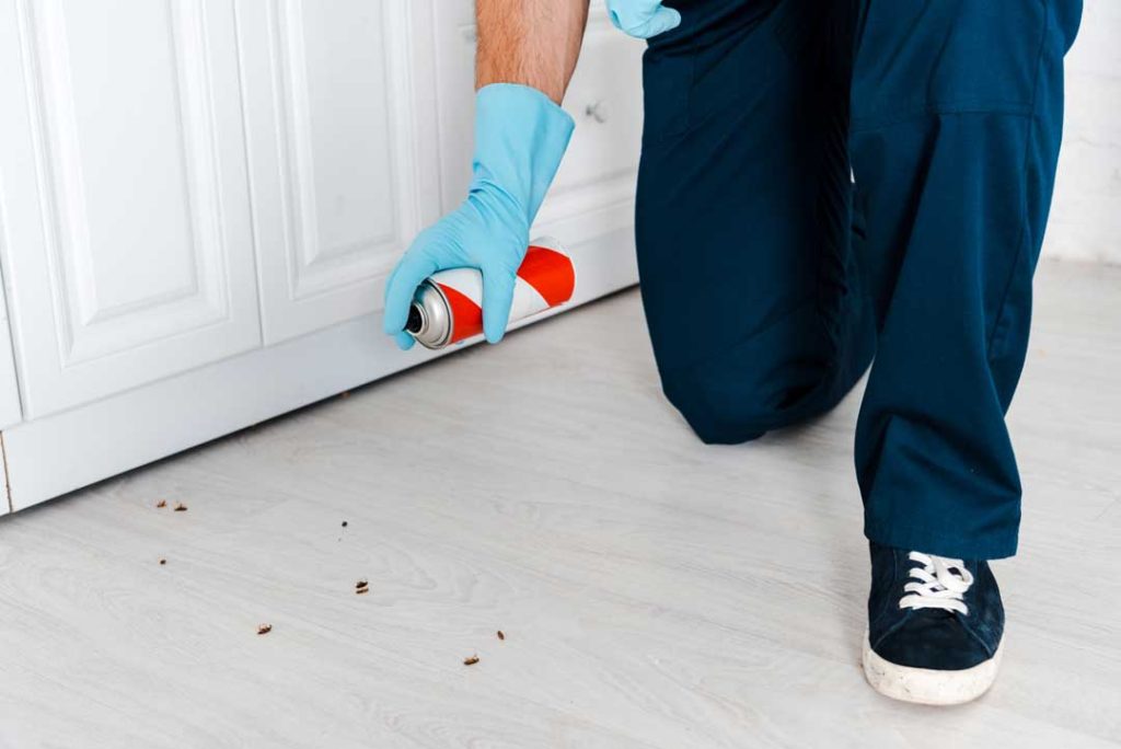 How to Identify a Pest Problem Before It Gets Out Of Control