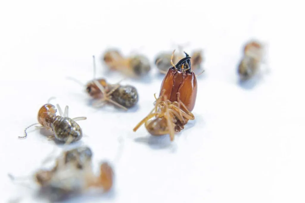 Molting is especially common in cockroaches