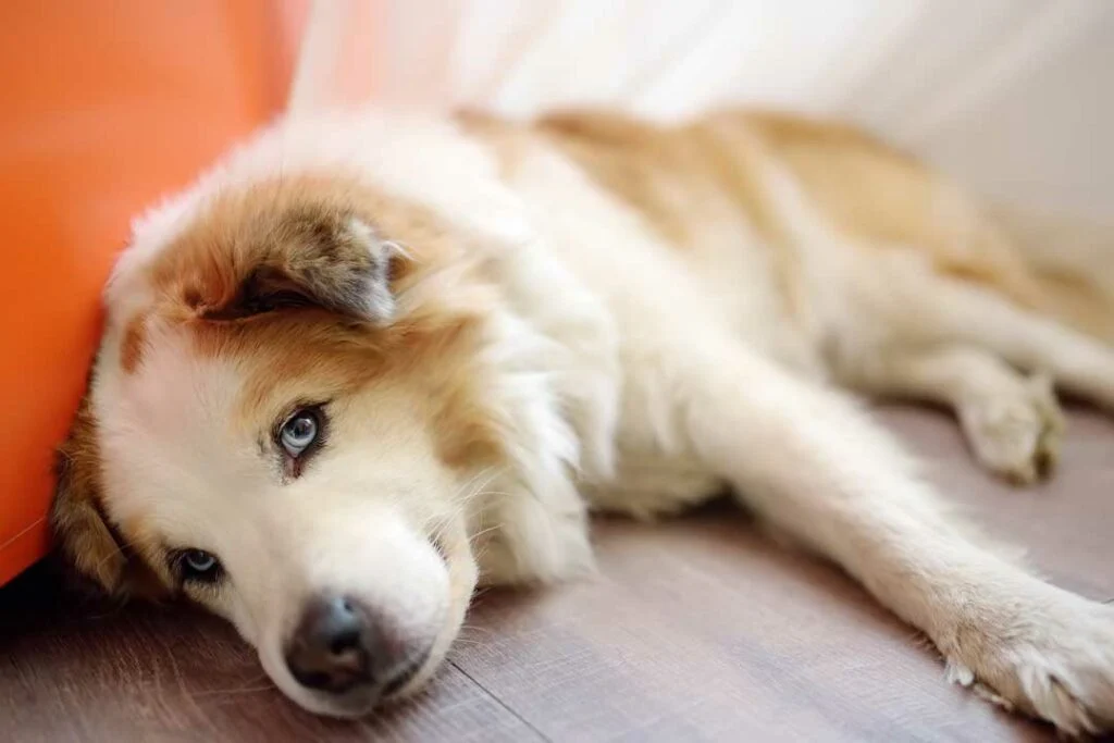 Calm dog lying down, symbolizing a protected and insured pet