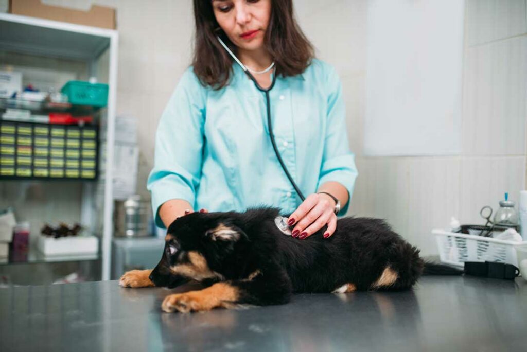  Guide to Choosing Dog Insurance Plans That Work