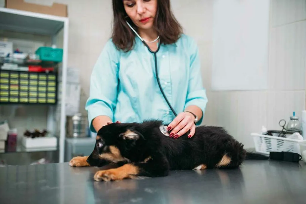 Guide to Choosing Dog Insurance Plans That Work