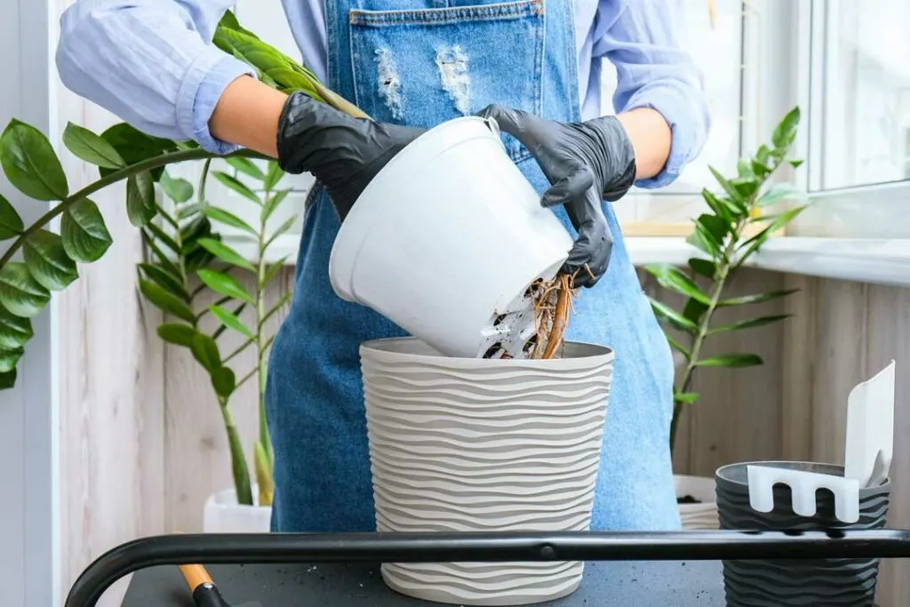 Parent cleaning out flowerpot to remove standing water