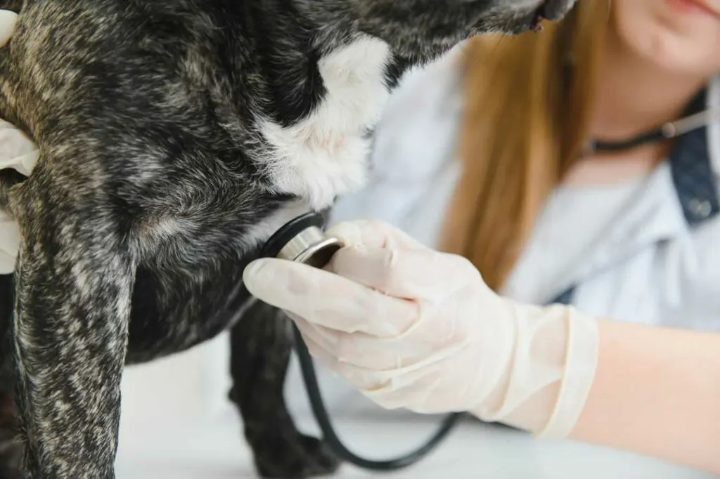 affordable dog insurance