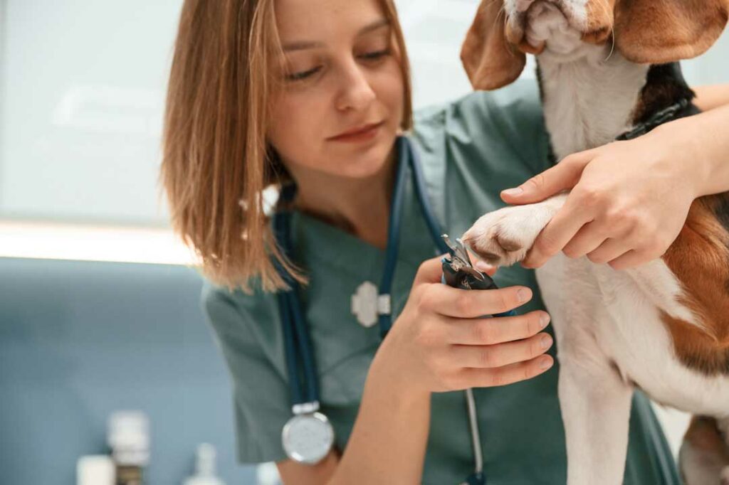 best pet insurance for dogs