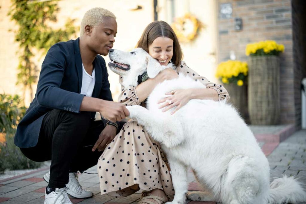 dog insurance comparison