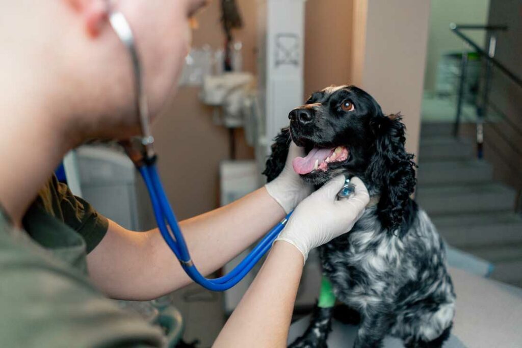 emergency vet bills