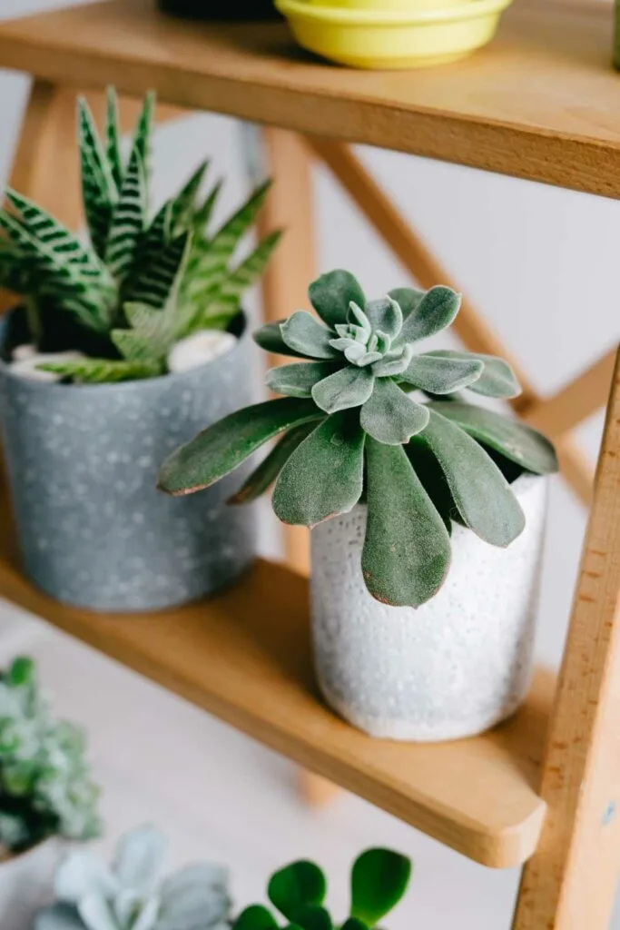 Low-maintenance plants and greenery in student housing for a fresh, vibrant space.