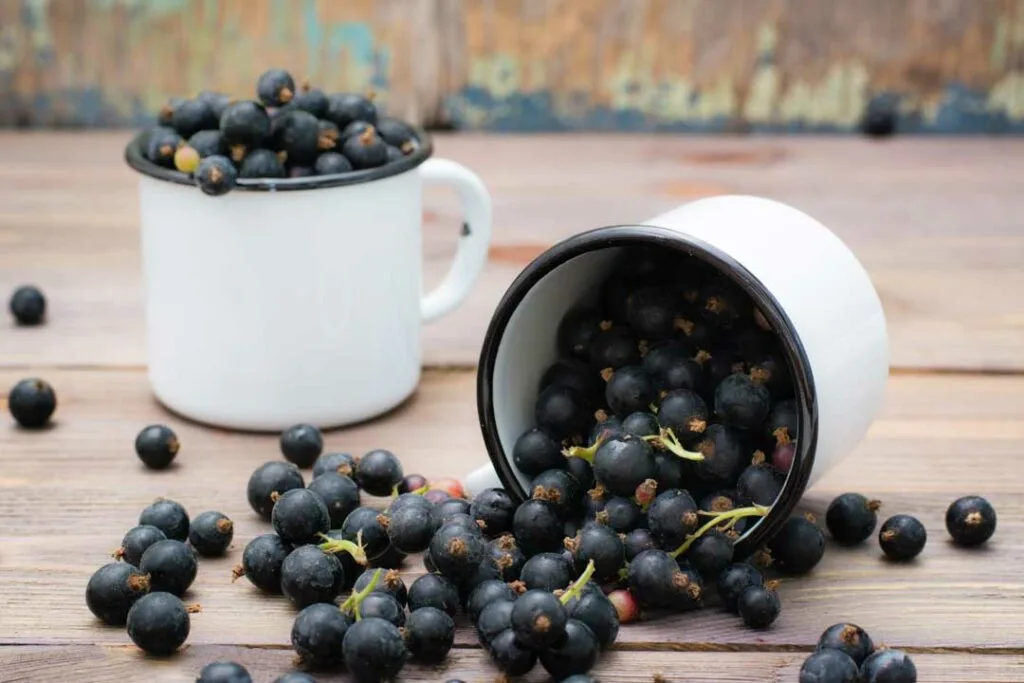 Blackcurrant