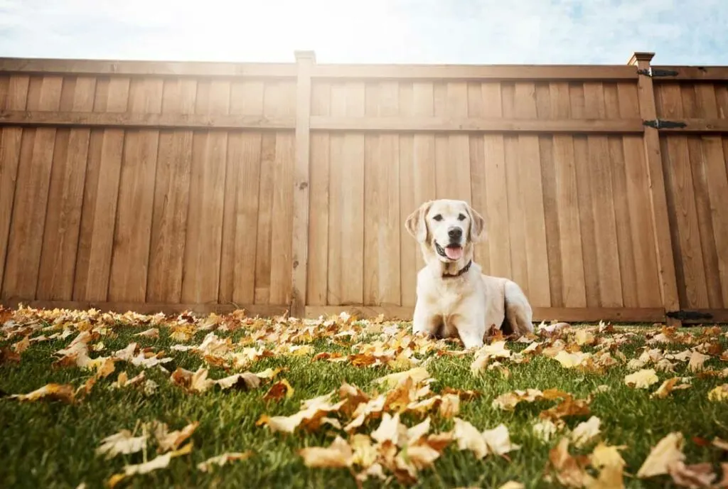 Pet-Proofing Your Backyard