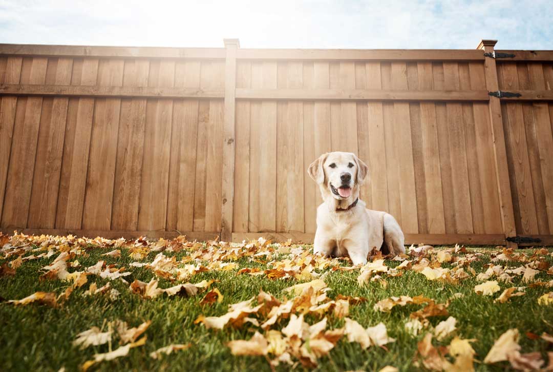 Pet-Proofing Your Backyard