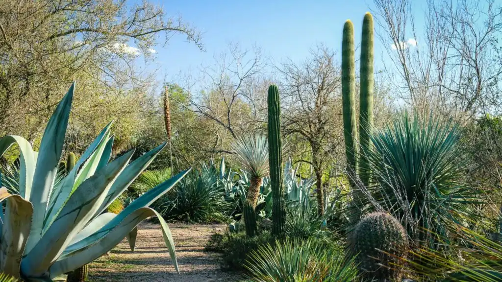 San Antonio Botanical Garden