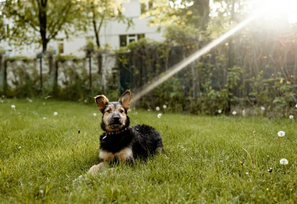 backyard ideas for dogs