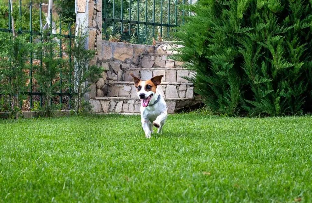 dog proof backyard ideas