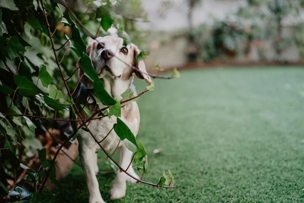 how to dog proof your yard