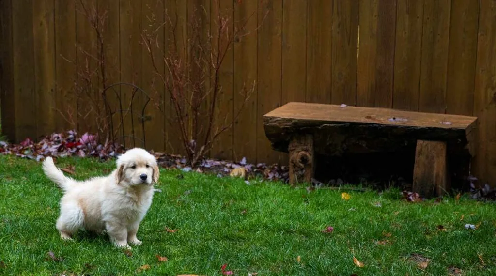 pet friendly backyard