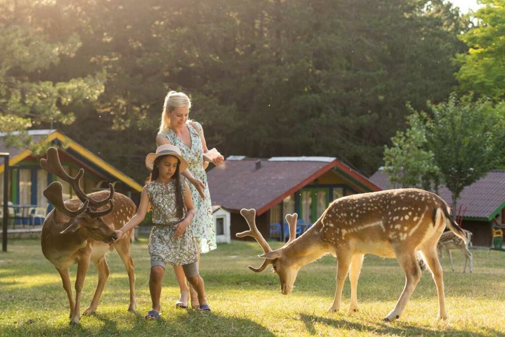 Family watching deer in the woods at sunrise